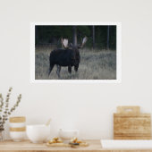 Watchful Moose Poster (Keuken)