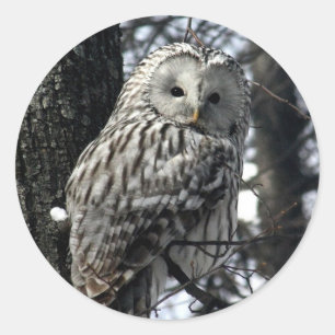 Watchful Owl Ronde Sticker