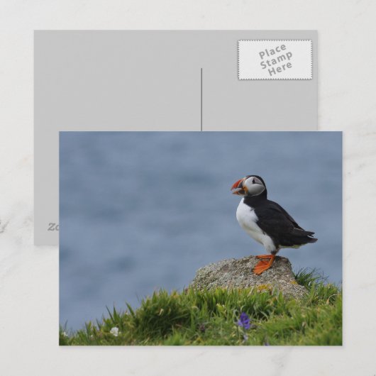 Watchful Puffin Briefkaart (Voorkant / Achterkant)