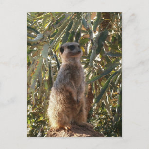 Watchful Sentinel: Meerkat op weelderige groene ac Briefkaart
