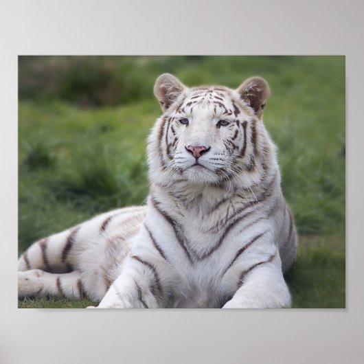 Watchful White Tiger Poster (Voorkant)