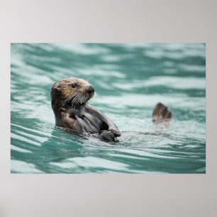 Watching Sea Otter Poster