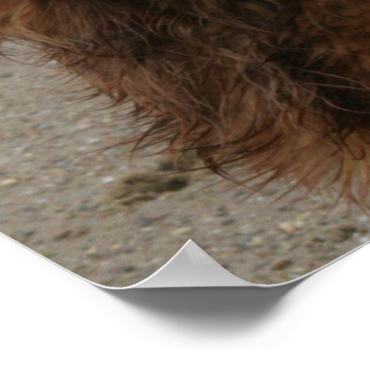 WATER BOY - GOLDEN RETRIEVER POSTER (Hoek)