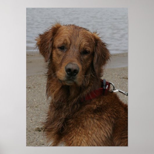 WATER BOY - GOLDEN RETRIEVER POSTER (Voorkant)