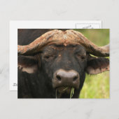 Water Buffalo-Briefkaart Briefkaart (Voorkant / Achterkant)