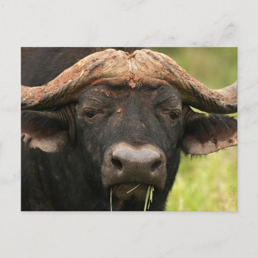 Water Buffalo-Briefkaart Briefkaart (Voorkant)