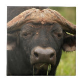 Water Buffalo Tile Tegeltje (Voorkant)