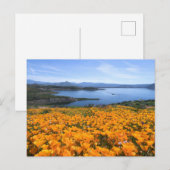 Water | California Lake With Golden Poppies Briefkaart (Voorkant / Achterkant)