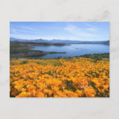 Water | California Lake With Golden Poppies Briefkaart (Voorkant)