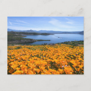 Water   California Lake With Golden Poppies Briefkaart