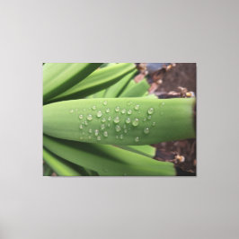 Water des Levens op jonge bananenvrucht Canvas Afdruk