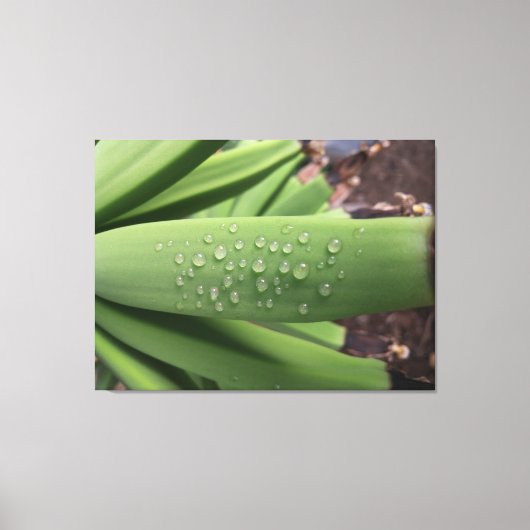 Water des Levens op jonge bananenvrucht Canvas Afdruk (Voorkant)