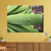 Water des Levens op jonge bananenvrucht Canvas Afdruk (Insitu (Woonkamer))