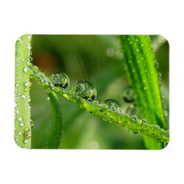 Water Drops on Green Grass Lush, Peaceful, Nature Magneet