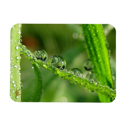 Water Drops on Green Grass Lush, Peaceful, Nature Magneet (Horizontaal)