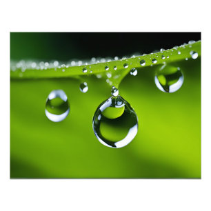 Water druppels op bladeren foto afdruk