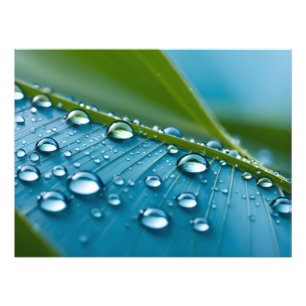 Water druppels op bladeren foto afdruk