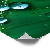 Water druppels op bladeren poster (Hoek)