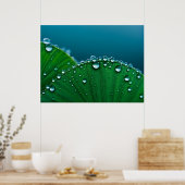 Water druppels op bladeren poster (Keuken)
