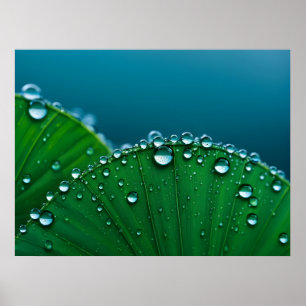 Water druppels op bladeren poster