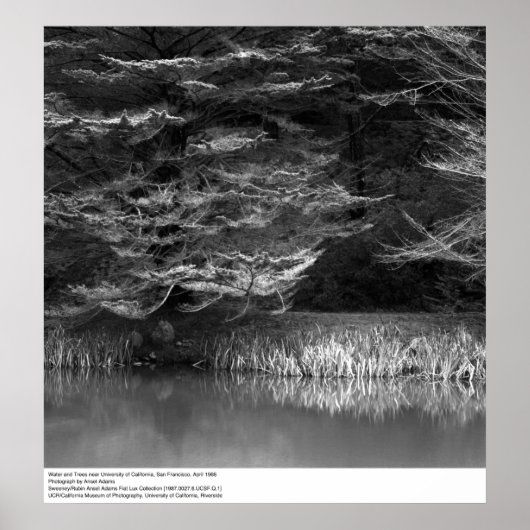 Water en bomen bij UC San Francisco, 1966 Poster (Voorkant)