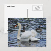 Water Fowl ~ briefkaart (Voorkant / Achterkant)