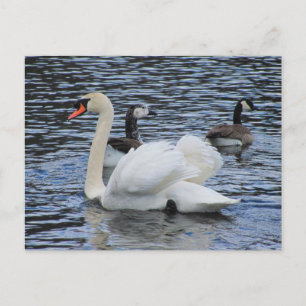Water Fowl ~ briefkaart