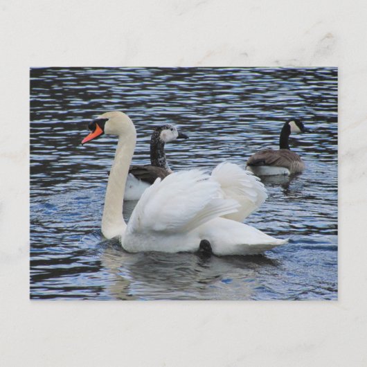 Water Fowl ~ briefkaart (Voorkant)