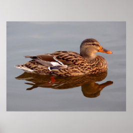 Water Fowl Poster
