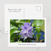 Water Hyacint Verzamelbare Bloem Briefkaarten (Voorkant / Achterkant)