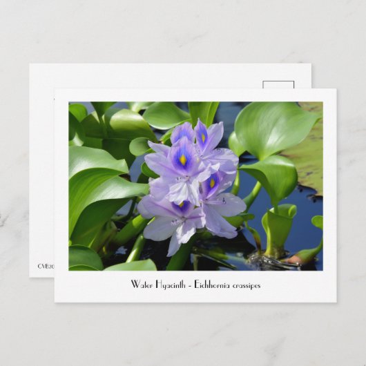 Water Hyacint Verzamelbare Bloem Briefkaarten (Voorkant / Achterkant)