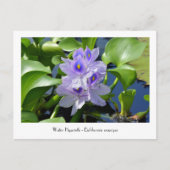 Water Hyacint Verzamelbare Bloem Briefkaarten (Voorkant)