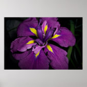 Water Iris 458 Poster (Voorkant)