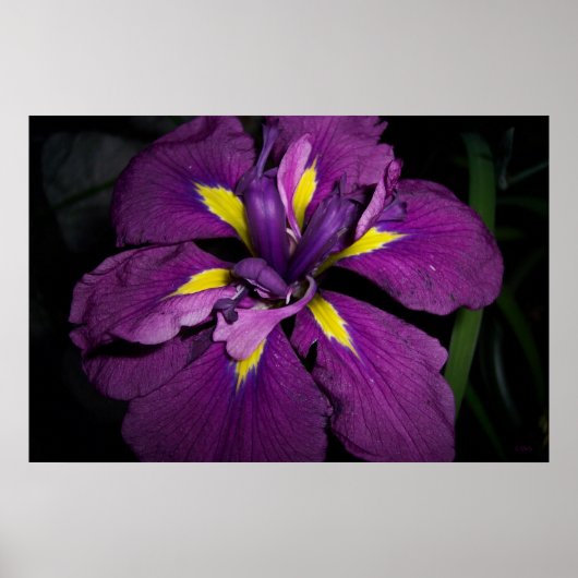 Water Iris 458 Poster (Voorkant)