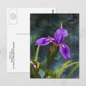 Water Iris Briefkaart (Voorkant / Achterkant)