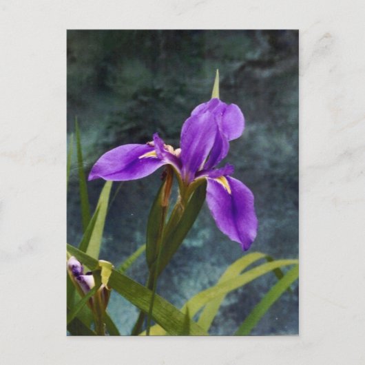 Water Iris Briefkaart (Voorkant)