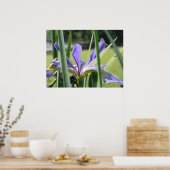 Water Iris op de vijver Poster (Keuken)