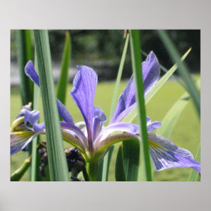 Water Iris op vijver Poster