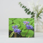 Water lelies kaart (Staand voorkant)