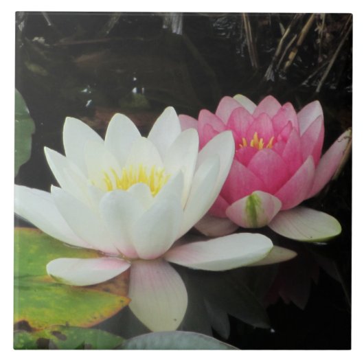 WATER LIGT VAN SHARON SHARPE TEGELTJE (Voorkant)