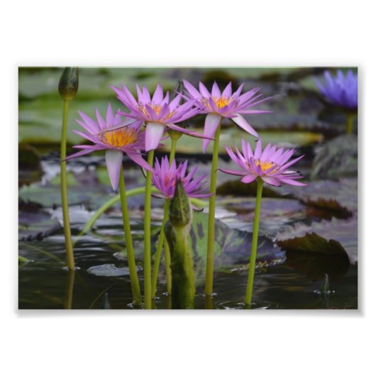 Water Lilies. Foto Afdruk (Voorkant)