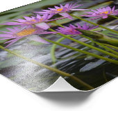 Water Lilies. Foto Afdruk (Hoek)