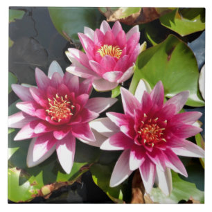Water Lilies in bloei Tegeltje
