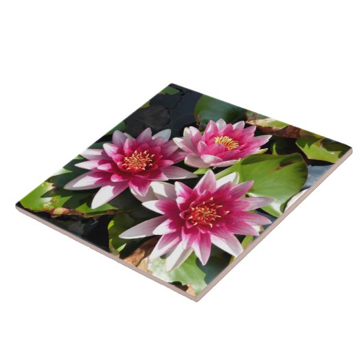 Water Lilies in bloei Tegeltje (Zijkant)