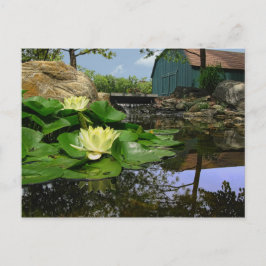 Water Lilies in Pond Briefkaart