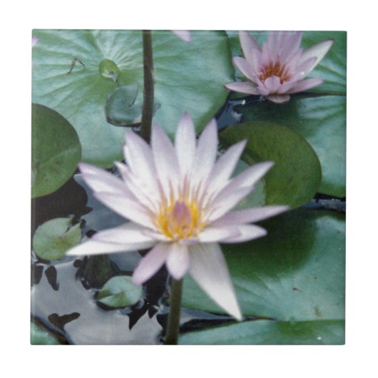 Water Lilies Tile Tegeltje (Voorkant)