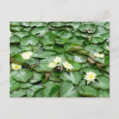 Water Lillies Briefkaart (Voorkant)