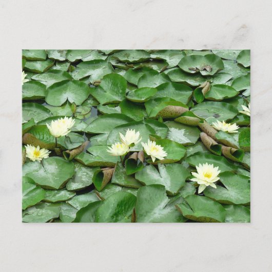 Water Lillies Briefkaart (Voorkant)