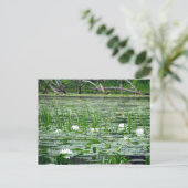 Water Lillies Briefkaart (Staand voorkant)