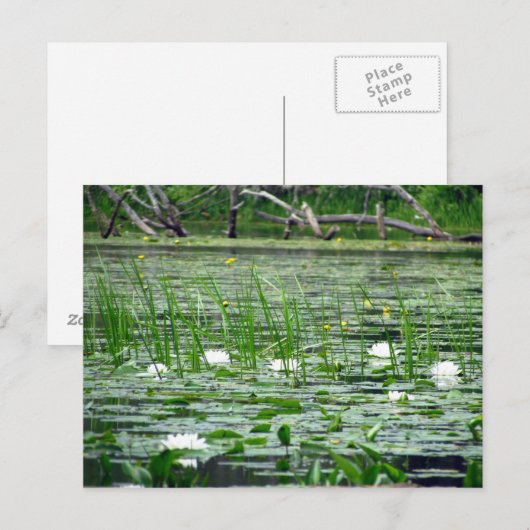 Water Lillies Briefkaart (Voorkant / Achterkant)